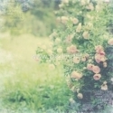 Paper "Rose Garden - In Bloom collection", 30,5x30,5 cm