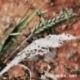 Kartoninė detalė "Vasaros vakaras 3", 3 vnt.