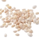 Shell bead charm, 14x20x9mm, 1box
